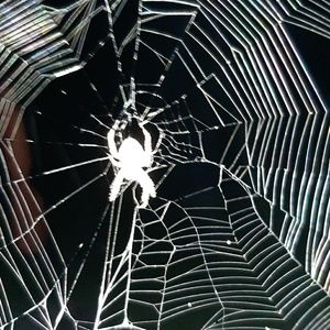 Meet your Posher, Curtis